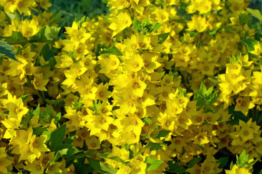 816765 (a): :2000x1330